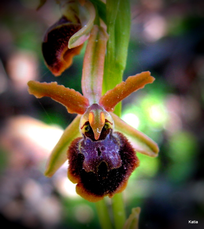 ID Ophrys