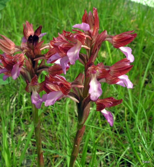 A. papilionacea