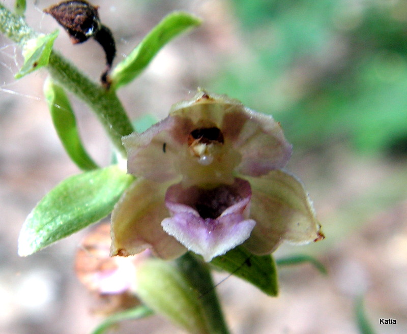 Epipactis helleborine 1