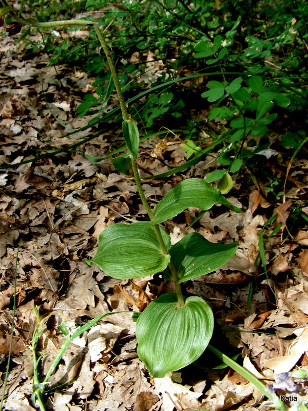 Epipactis helleborine 1