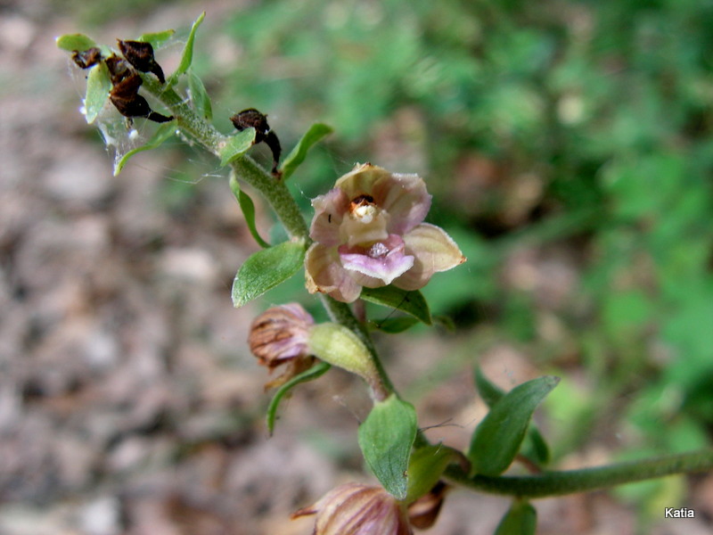 Epipactis helleborine 1