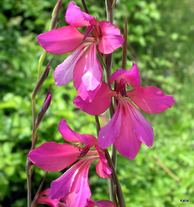 Gladiolus italicus