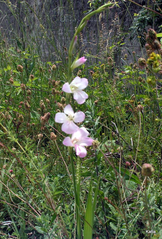 Gladiolus italicus