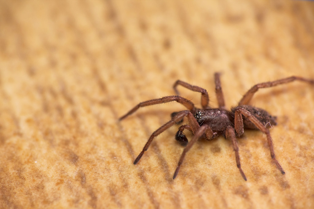 Steatoda nobilis; Haplodrassus sp.