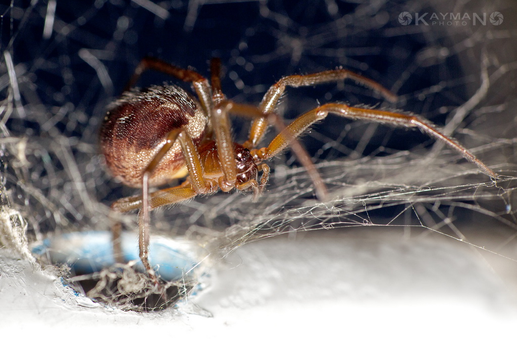 Steatoda nobilis; Haplodrassus sp.