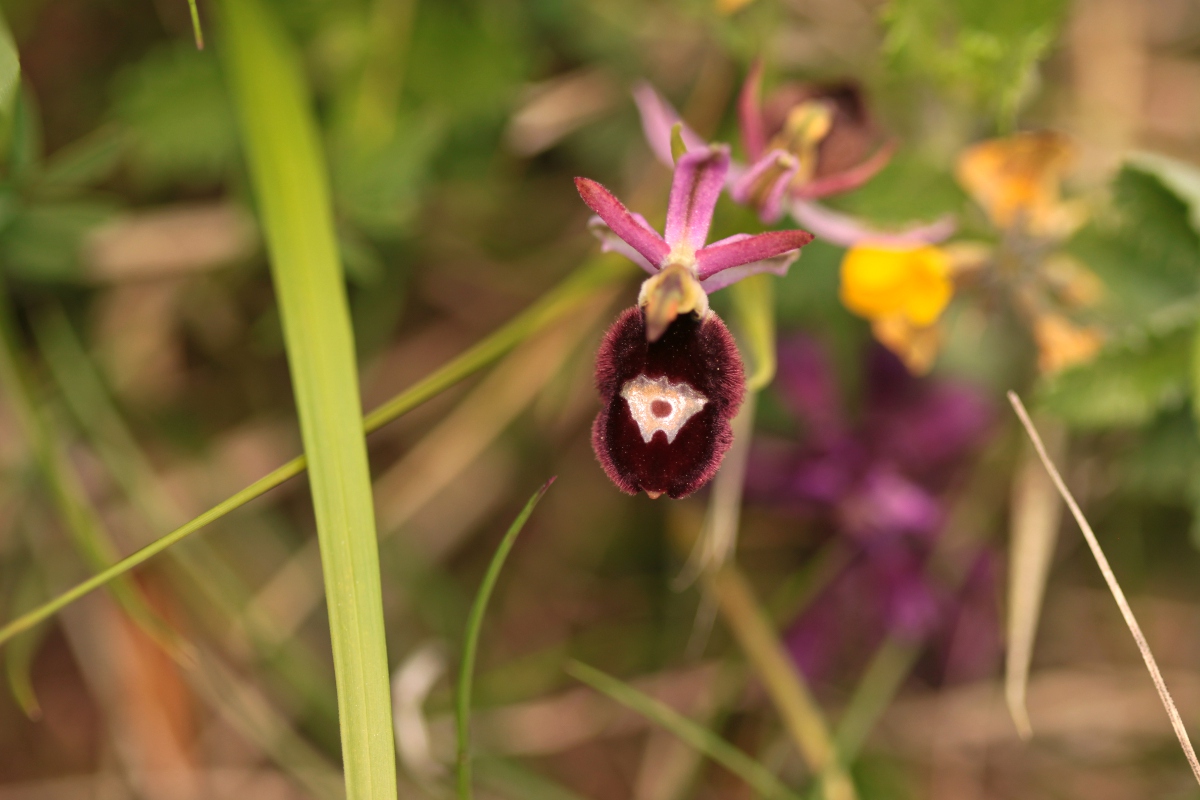 Ophrys benacensis e altro