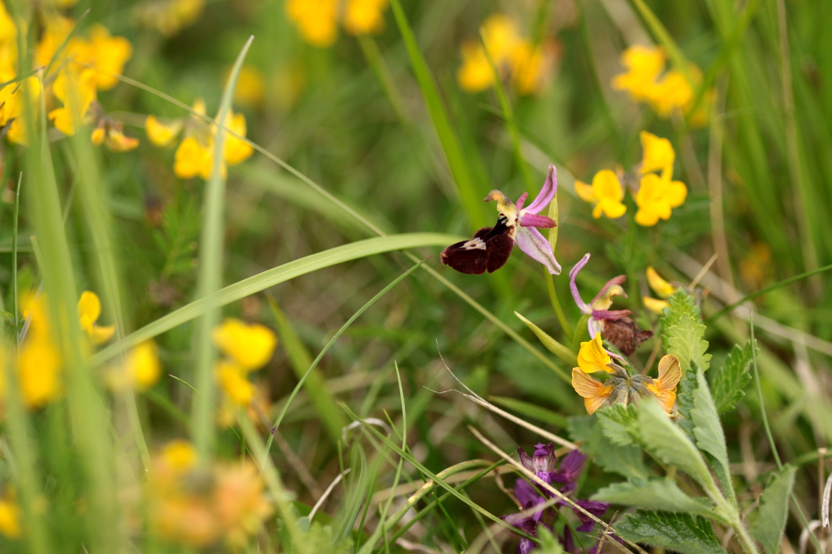 Ophrys benacensis e altro