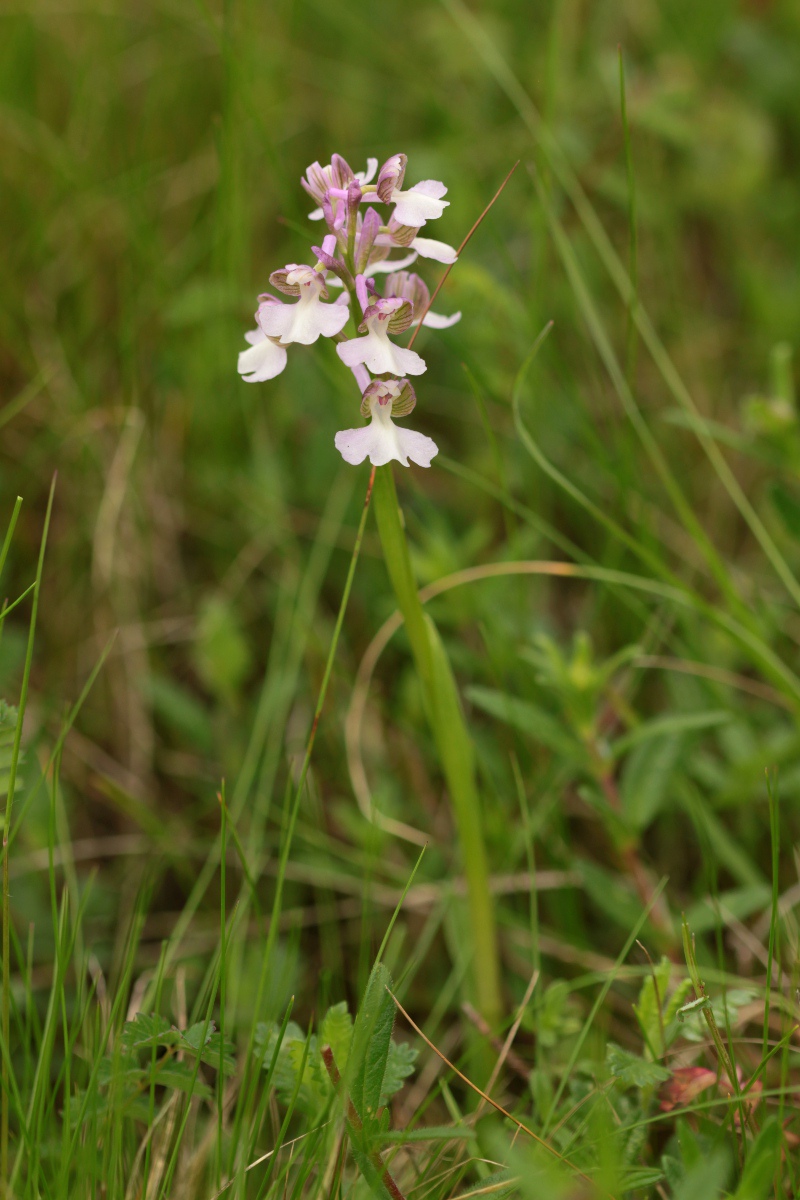 Ophrys benacensis e altro