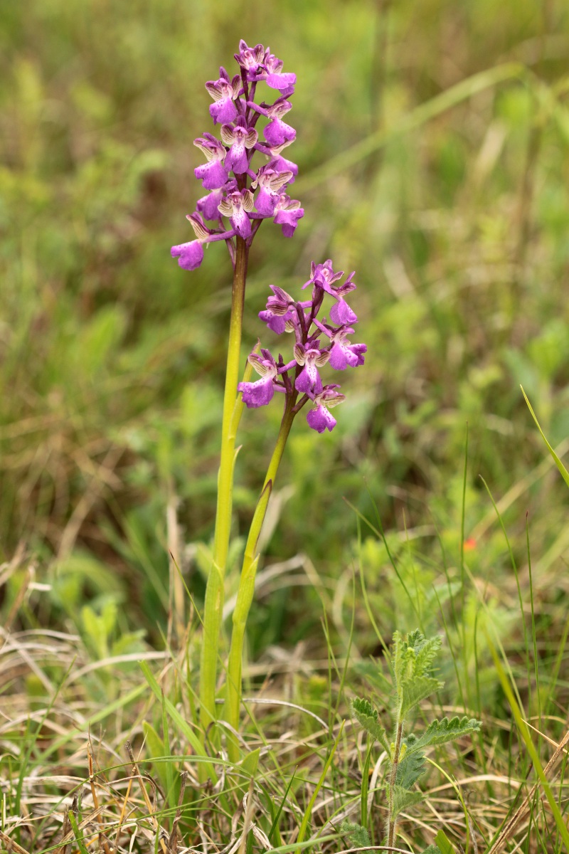 Ophrys benacensis e altro