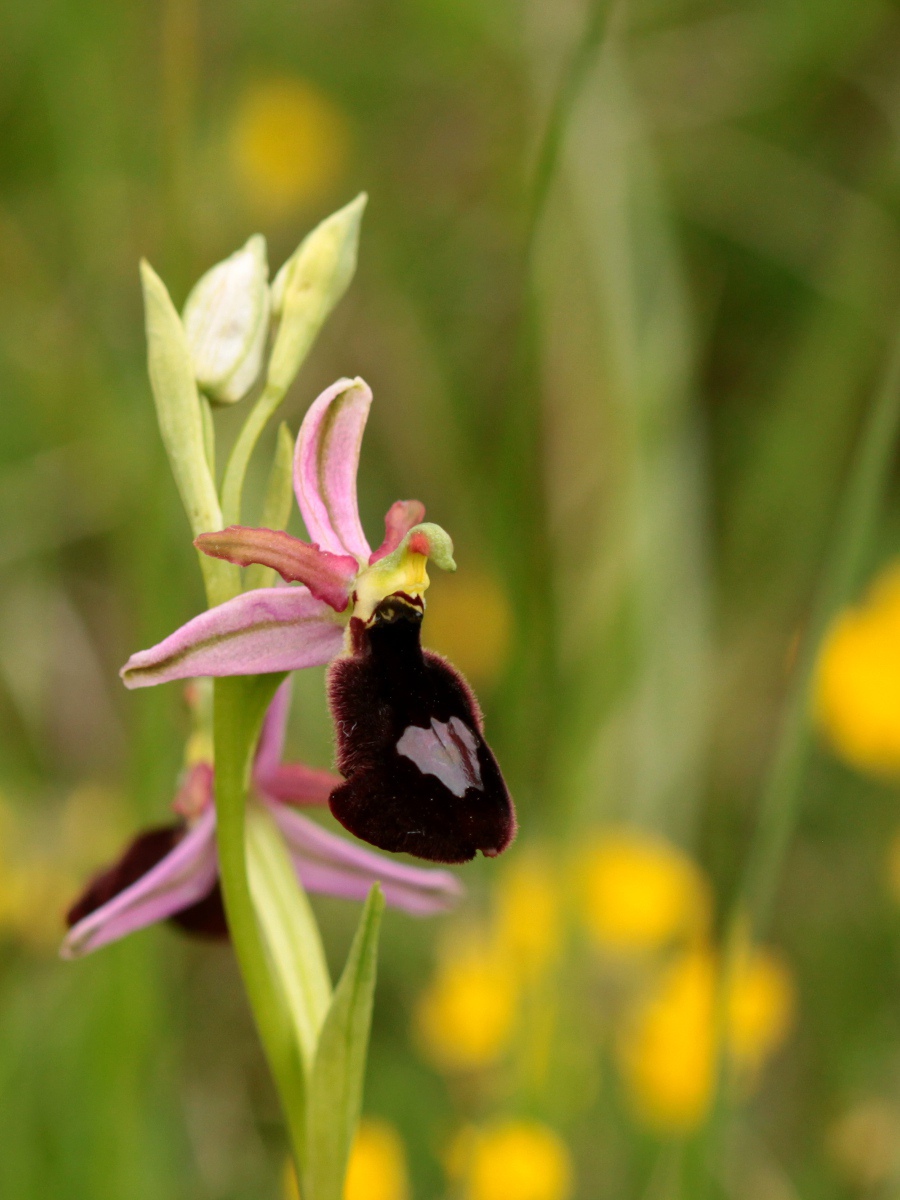 Ophrys benacensis e altro