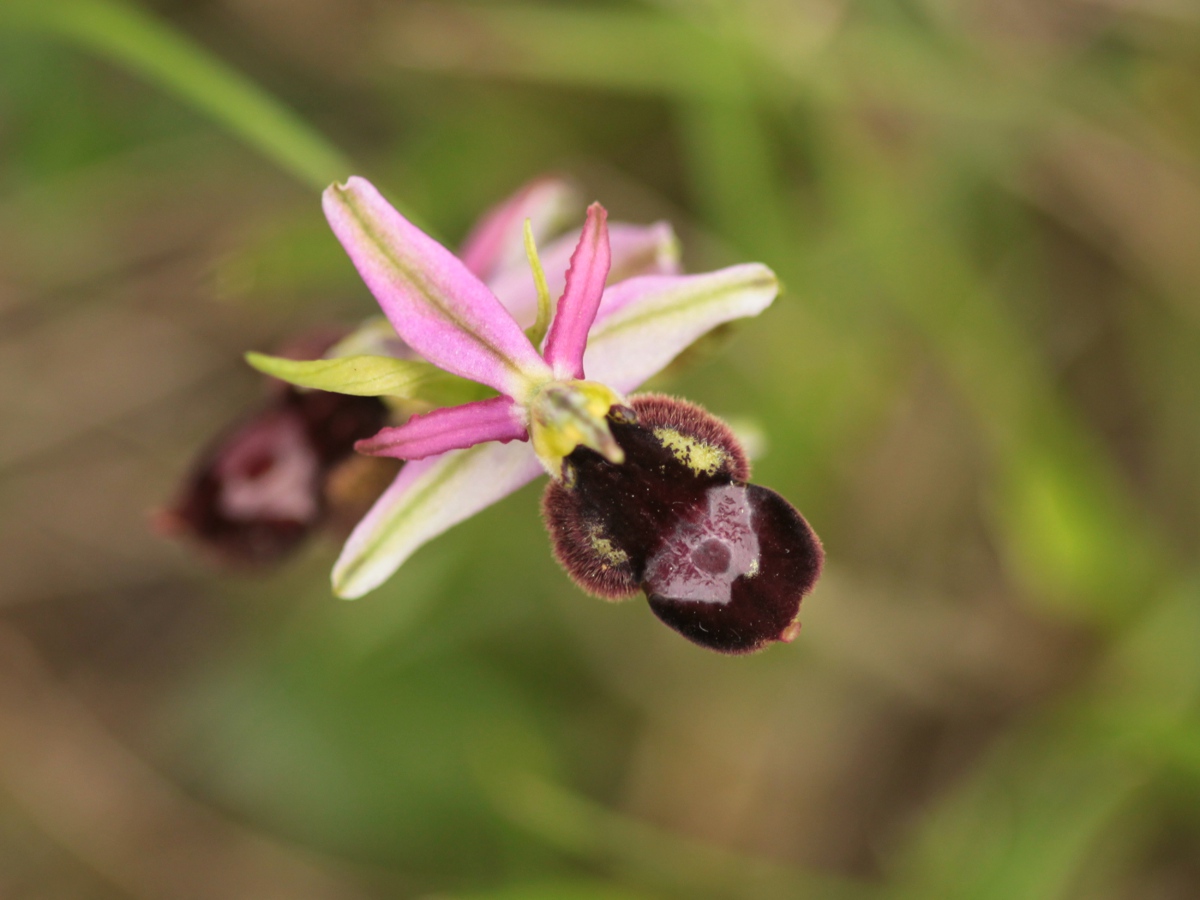 Ophrys benacensis e altro