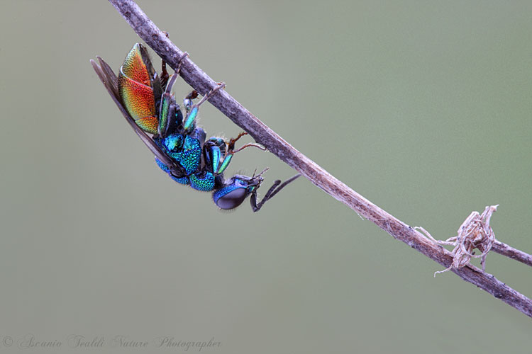 Hedychrum nobile? (Chrysididae)