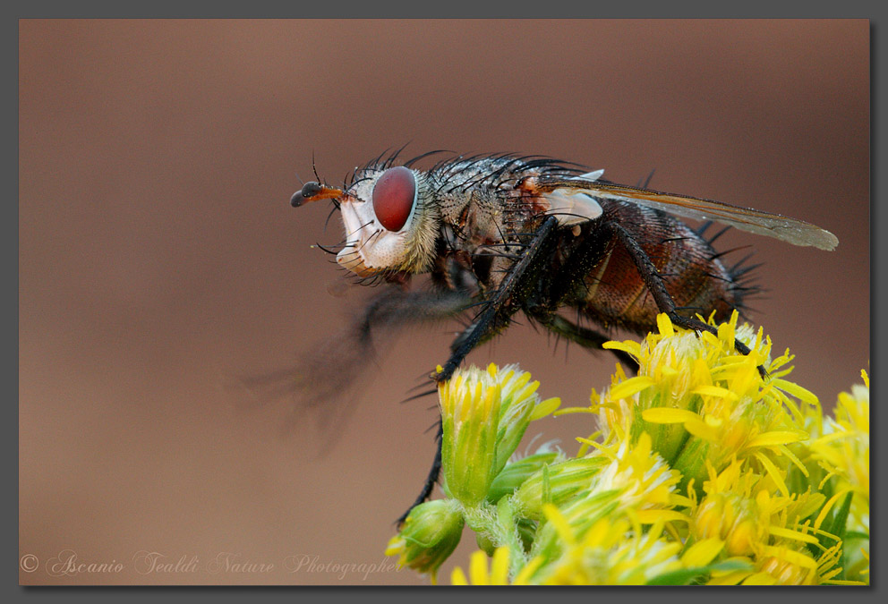 Peleteria  sp. (Tachinidae)