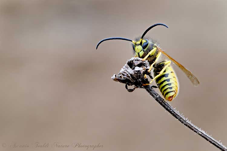 Maschio di vespula