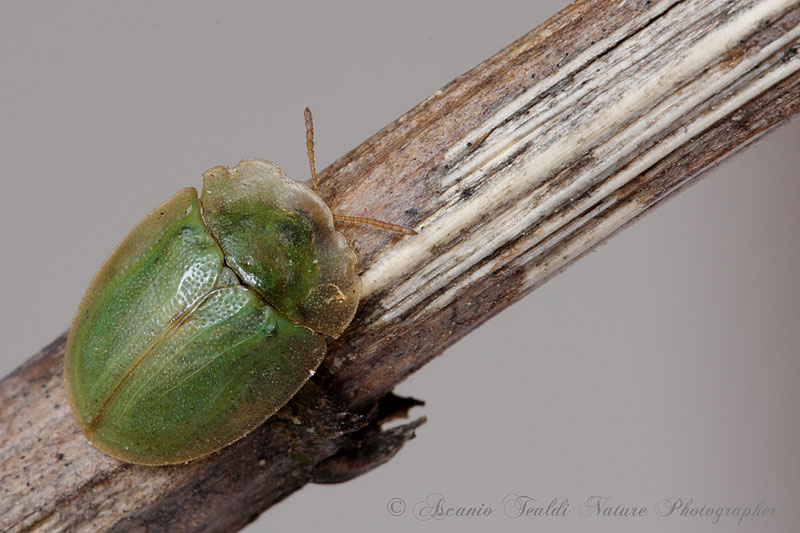 Cassida cfr deflorata