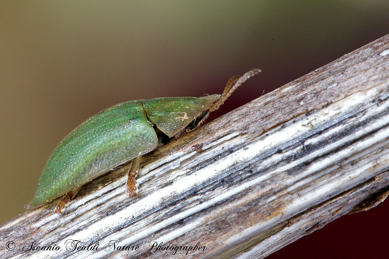 Cassida cfr deflorata