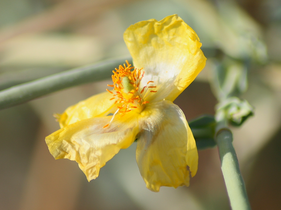 Glaucium flavum Crantz