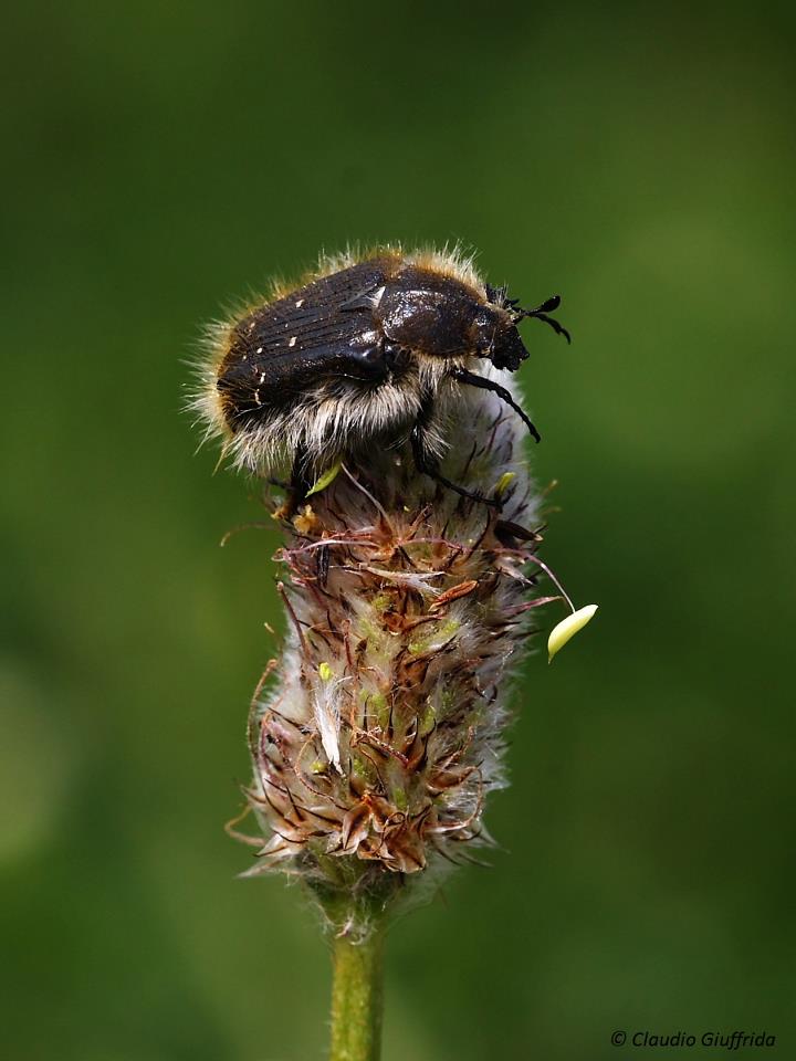 da determinare - Tropinota squalida?