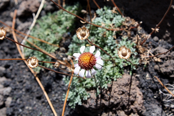 Anthemis aetnensis / Camomilla dell''Etna