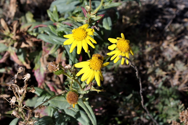 Senecio squalidus subsp. aethnensis