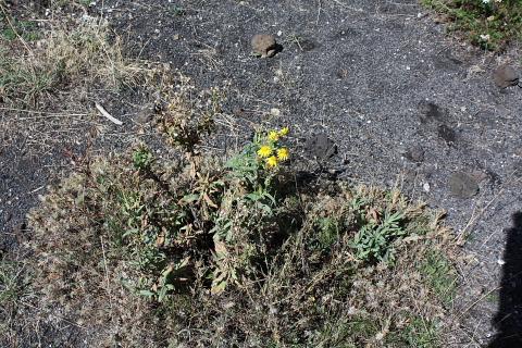 Senecio squalidus subsp. aethnensis