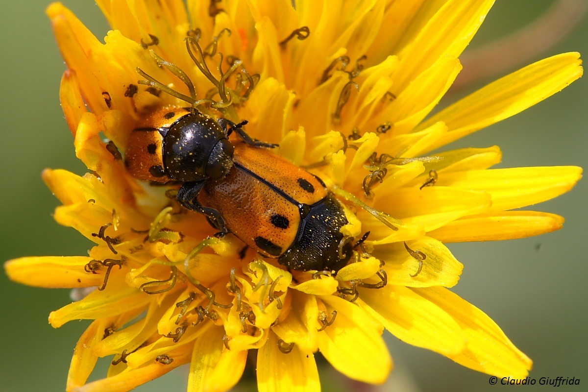 da determinare - Cryptocephalus rugicollis?