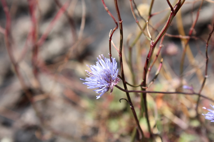 Jasione echinata