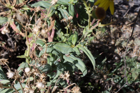 Senecio squalidus subsp. aethnensis