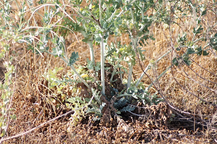 Glaucium flavum Crantz