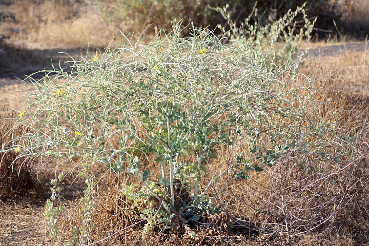 Glaucium flavum Crantz