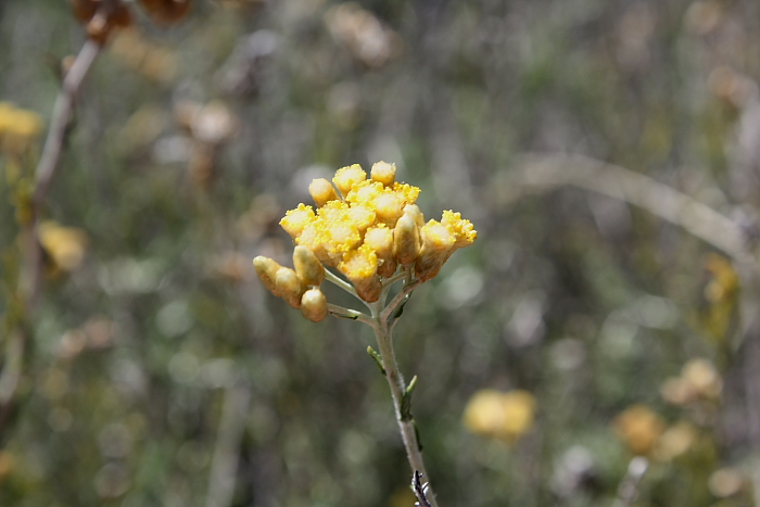 Helichrysum italicum