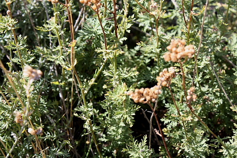 Helichrysum italicum