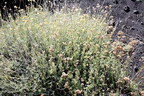 Helichrysum italicum