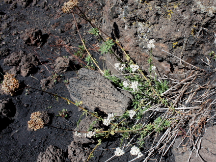 Achillea  ligustica