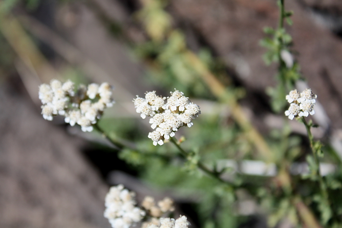 Achillea  ligustica