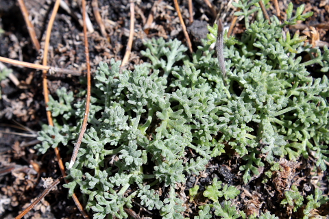 Anthemis aetnensis / Camomilla dell''Etna