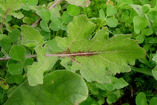 Brassica sp.