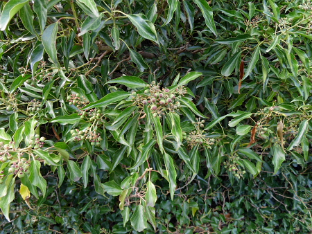 Hedera helix