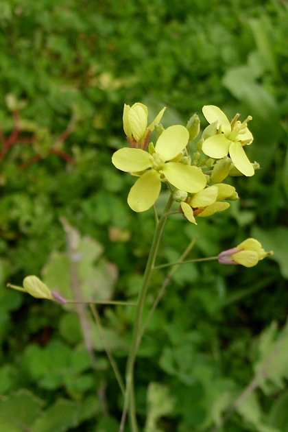 Brassica sp.