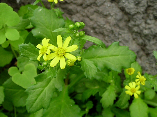 Senecio leucanthemifolius