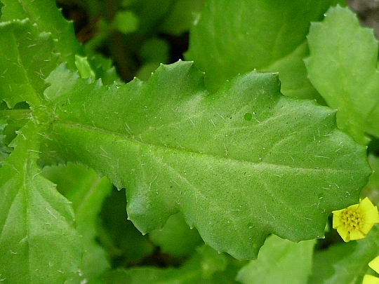 Senecio leucanthemifolius