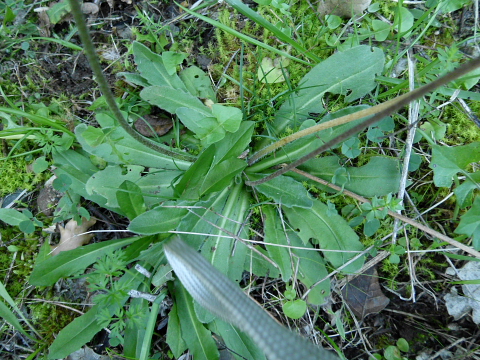 Bellis sylvestris