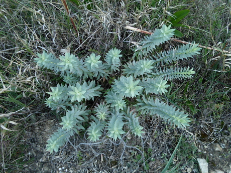 Euphorbia rigida / Euforbia rigida