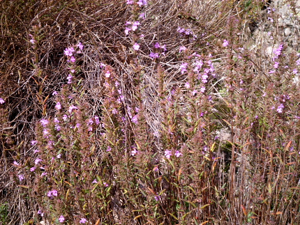 Micromeria nervosa