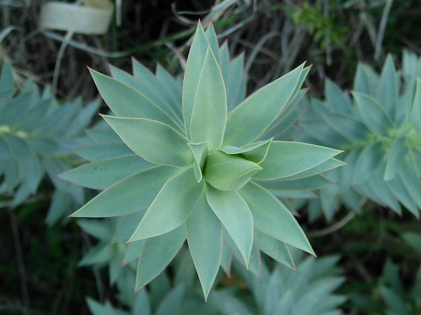 Euphorbia rigida / Euforbia rigida