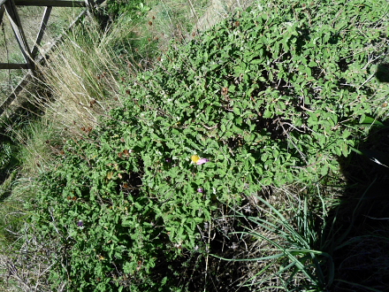 Cistus creticus subsp. eriocephalus