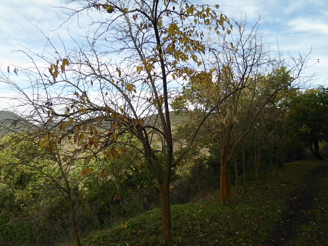 Maclura pomifera