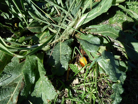 Mandragora autumnalis con frutto
