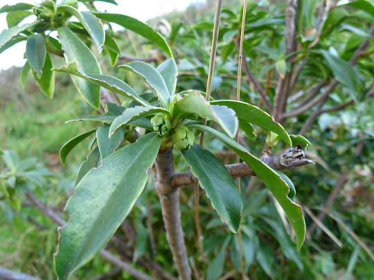 Daphne laureola