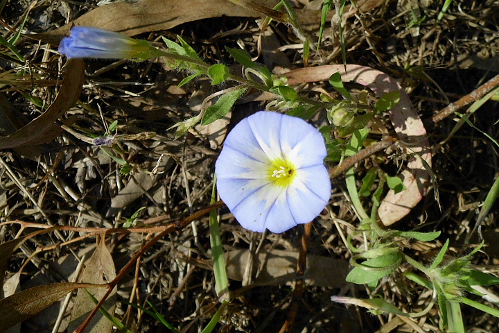 Convolvulus tricolor / Vilucchio tricolore